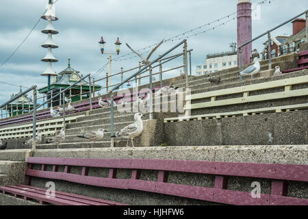 Gabbiani sulla costa Blackpool Inghilterra Ray Boswell Foto Stock