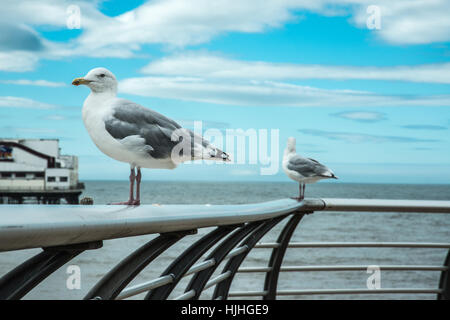 I gabbiani sulla ringhiera Blackpool Inghilterra Ray Boswell Foto Stock