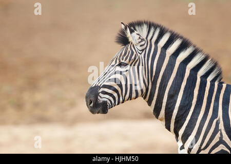 Ritratto di studio di un Burchells Zebra (Equus burchelli) o pianure zebra è un pony a strisce che trasportano le strisce bianche e nere Foto Stock