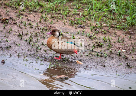 Brazilean teal in un atteggiamento zampe al bordo delle acque in Brasile Foto Stock