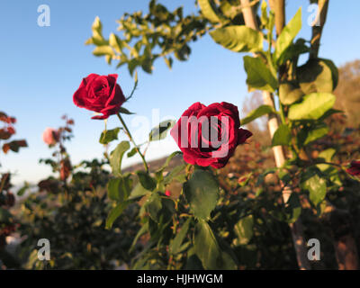 Bella fresca luminose Red Rose in giardino spagnolo Foto Stock