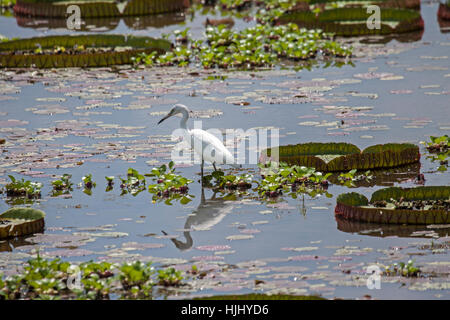 Piccolo airone cenerino immaturo rovistando tra giganti lilys acqua in zone umide in Brasile Foto Stock