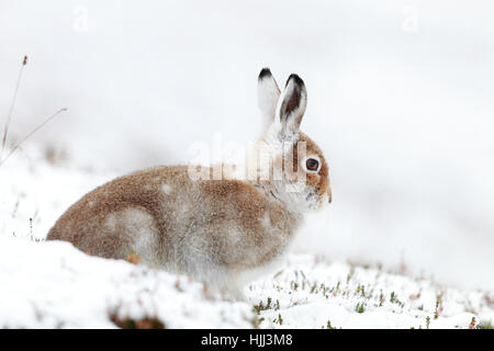 La Lepre Bianca nel paesaggio invernale Foto Stock