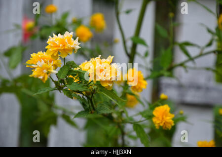 La Kerria japonica è in pieno svolgimento, molla Ucraina Foto Stock