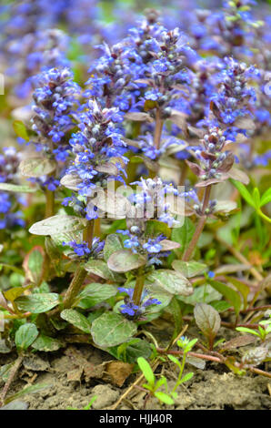 Blooming bugleweeds blu Ajuga nel prato estivo - foto Foto Stock