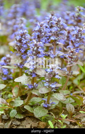 Blooming bugleweeds blu Ajuga nel prato estivo - foto Foto Stock