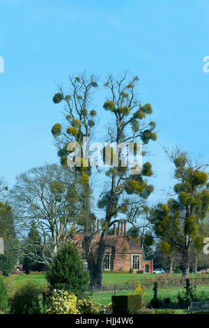 Tree contemplati nella pianta parassita vischio anche sapere come Viscum album, immagine presa contro un vibrante blu cielo Foto Stock