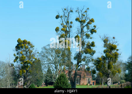 Tree contemplati nella pianta parassita vischio anche sapere come Viscum album, immagine presa contro un vibrante blu cielo Foto Stock