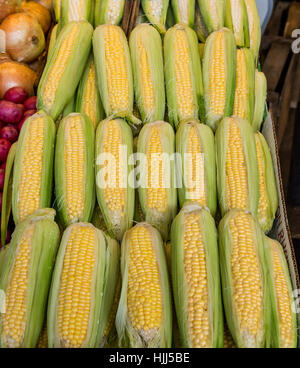 Fresco di mais giallo nel mercato Foto Stock