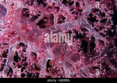 Soft Coral, Dendronephthya klunzingeri, Nephtheidae, Sharm el-Sheikh, Mar Rosso, Egitto Foto Stock
