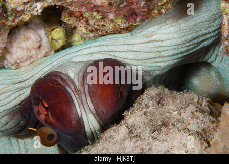 Big Red octopus, polpo cyaneus, molluschi cefalopodi, Sharm el-Sheikh, Egitto Foto Stock