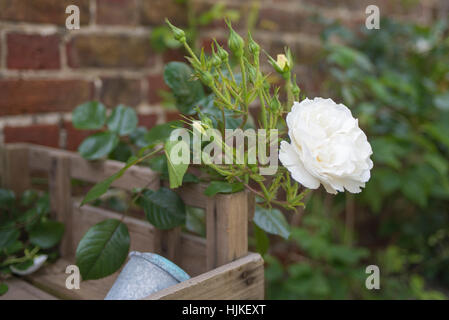 White Rose contro in rosso di un muro di mattoni, Sussex, Inghilterra. Foto Stock