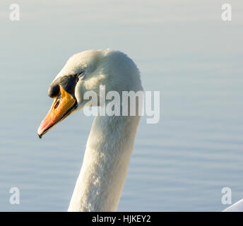 Majestic cigni, navigando lungo il fiume in inverno il sole. Cuckmere Haven,East Sussex, Regno Unito Foto Stock