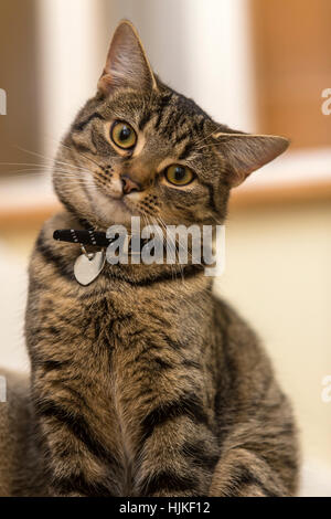 Femmina Gatto bengala, gattino, tabby, capo inclinato su un lato, cercando carino e adorabile Foto Stock