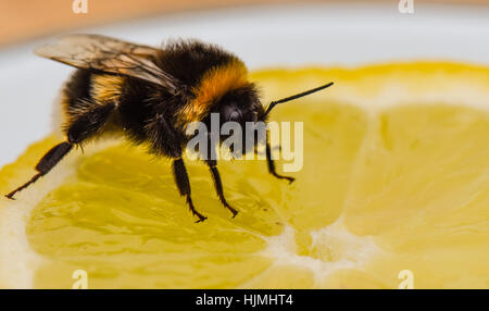 Live Bumble Bee visitando una fetta di limone. Foto Stock