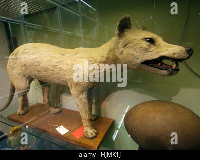 Un insaccata tasmanian tiger in una vetrina del museo stand in Brighton Foto Stock