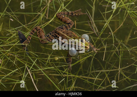 Maschio di rane verdi con sacchetti di vocal negli angoli della ganascia, nota leggera profondità di campo Foto Stock