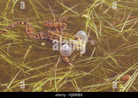 Maschio di rane verdi con sacchetti di vocal negli angoli della ganascia, nota leggera profondità di campo Foto Stock