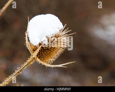 Spear thistle coperte di neve in inverno closeup Foto Stock