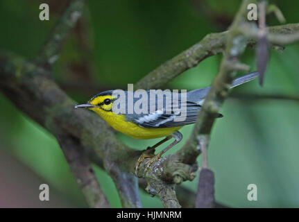 St Lucia trillo (Setophaga delicata) adulto appollaiato sul ramo Fond Doux Plantation, St Lucia, Piccole Antille Dicembre Foto Stock