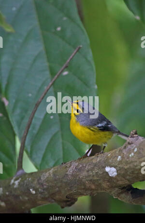 St Lucia trillo (Setophaga delicata) adulto appollaiato sul ramo Fond Doux Plantation, St Lucia, Piccole Antille Dicembre Foto Stock