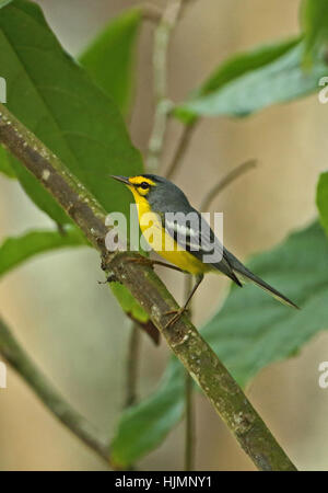 St Lucia trillo (Setophaga delicata) adulto appollaiato sul ramo Fond Doux Plantation, St Lucia, Piccole Antille Dicembre Foto Stock