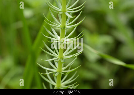 Mare-coda, Hippuris vulgaris Foto Stock