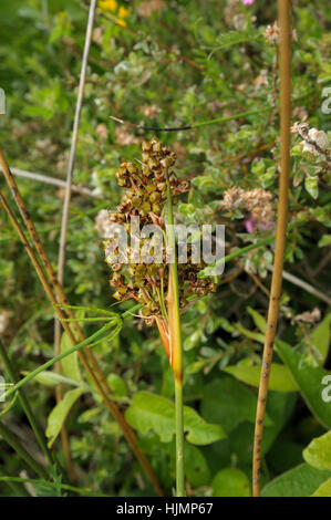 Sharp Rush, Juncus acutus Foto Stock