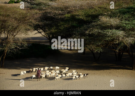 KENIA Turkana, Lodwar, Turkana pastore con capre alla ricerca di acqua e pascoli / Turkana Hirte mit Ziegen auf der Suche nach Wasser und Futter Foto Stock