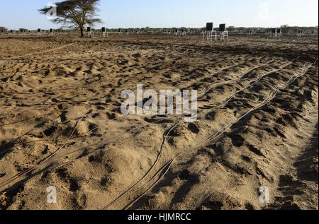 KENYA, Lodwar, 65 accres NAPUU irrigazione a goccia regime da parte del governo della contea, l'acqua viene pompata da un solare pompa ad un grande serbatoio da cui l'acqua fluisce per gravità in piccoli serbatoi per l'irrigazione a goccia di campi di vegetali Foto Stock