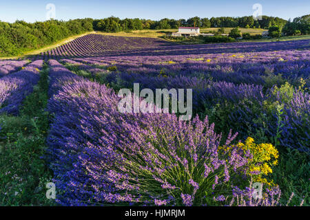 Campo di lavanda , vicino Banon, Vaucluse, Alpes-de-Haute-Provence, paesaggio, Provenza, Francia Foto Stock