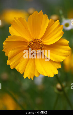 Bel colore giallo fiore coreopsis closeup outdoor Foto Stock