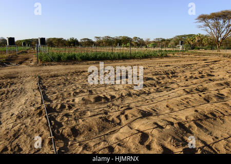 KENYA, Lodwar, 65 accres NAPUU irrigazione a goccia regime da parte del governo della contea, l'acqua viene pompata da un solare pompa ad un grande serbatoio da cui l'acqua fluisce per gravità in piccoli serbatoi per l'irrigazione a goccia di campi di vegetali Foto Stock