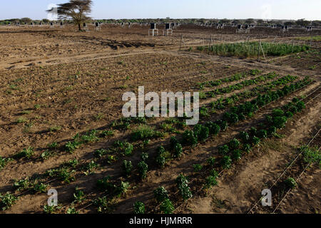 KENYA, Lodwar, 65 accres NAPUU irrigazione a goccia regime da parte del governo della contea, l'acqua viene pompata da un solare pompa ad un grande serbatoio da cui l'acqua fluisce per gravità in piccoli serbatoi per l'irrigazione a goccia di campi di vegetali Foto Stock