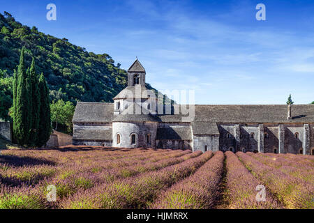 Campo di lavanda di fronte all'Abbaye de Senanque, vicino a Gordes, Vaucluse Provence, Francia Foto Stock