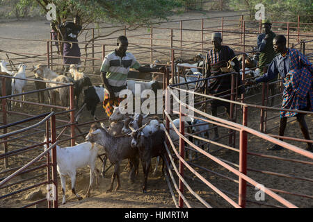 KENIA Turkana, Lodwar, mercato del bestiame, herder compra e vende capre / Turkana mit Ziegen auf dem Viehmarkt Foto Stock