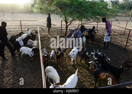 KENIA Turkana, Lodwar, mercato del bestiame, herder compra e vende capre / Turkana mit Ziegen auf dem Viehmarkt Foto Stock