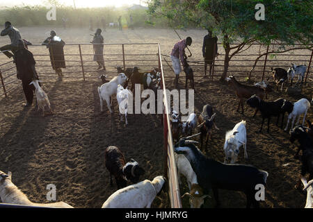 KENIA Turkana, Lodwar, mercato del bestiame, herder compra e vende capre / Turkana mit Ziegen auf dem Viehmarkt Foto Stock