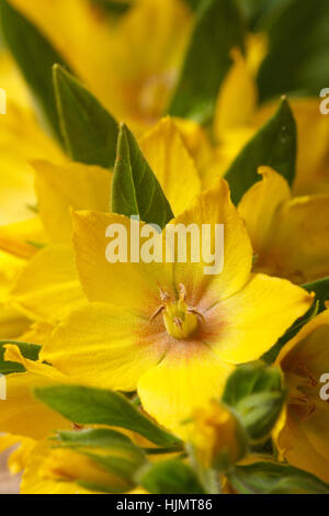 Bei fiori gialli Lysimachia punctata verticale macro Foto Stock