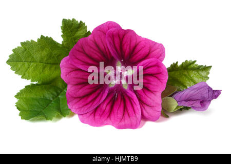 Fiore rosa malva selvatica con un bocciolo di close-up isolati su sfondo bianco Foto Stock