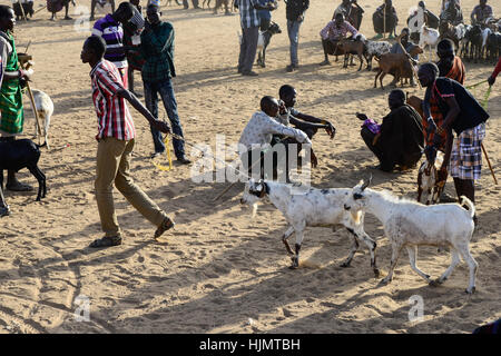 KENIA Turkana, Lodwar, mercato del bestiame, herder compra e vende capre / Turkana mit Ziegen auf dem Viehmarkt Foto Stock