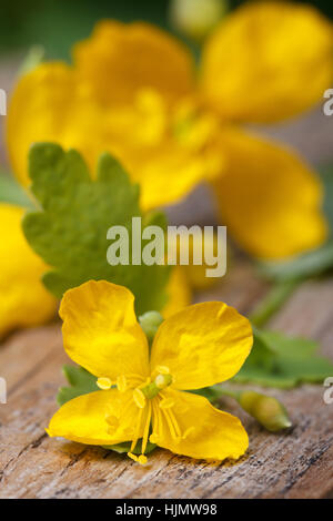 Giallo celandine macro di fiori su un tavolo di legno verticale. Foto Stock