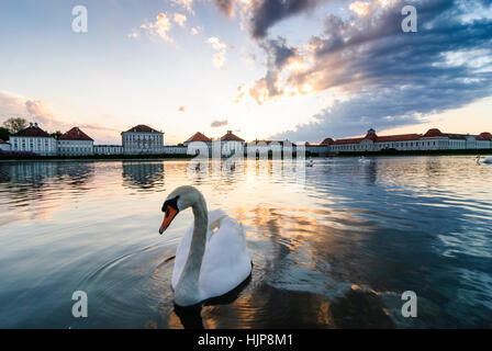 München Monaco di Baviera: Il Castello di Nymphenburg; cigno (Cygnus olor), Alta Baviera, Baviera, Baviera, Baviera, Germania Foto Stock