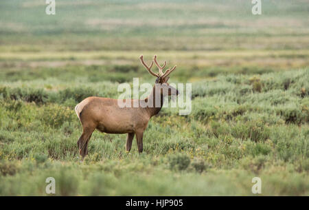 Rocky Mountain Elk rovistando nel Parco Nazionale di Yellowstone Foto Stock