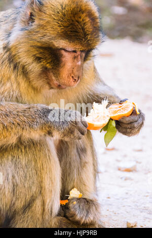 Barberia scimmia macaco mangiare un mandarino, Ifrane, Marocco Foto Stock