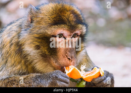 Barberia scimmia macaco mangiare un mandarino, Ifrane, Marocco Foto Stock