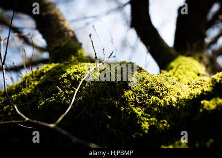 Sutton Park si trova a 6 miglia a nord del centro di Sutton Coldfield. Il parco è un buon posto per una ricreazione attiva. Foto Stock