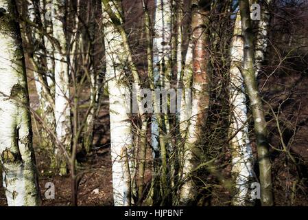 Sutton Park si trova a 6 miglia a nord del centro di Sutton Coldfield. Il parco è un buon posto per una ricreazione attiva. Foto Stock