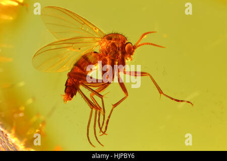 Moscerino fungo (mycetophilidae) imprigionata in ambra baltica Foto Stock