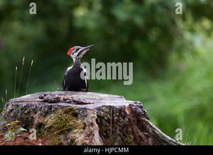 Giovani capretti femmina picchio Pileated su un ceppo di albero foraggio per le larve e il cibo in un bosco molto. Foto Stock